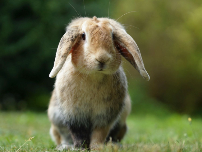Conejo doméstico, con rasgos característicos seleccionados artificialmente