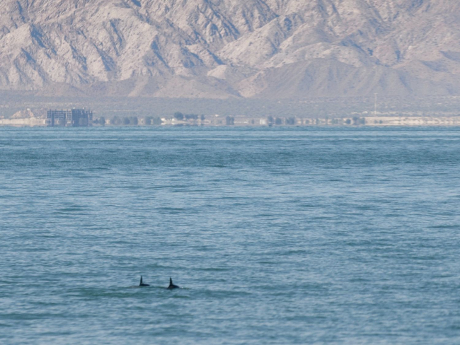 Dos vaquitas marinas nadando en el Golfo de California (CC BY-SA Alfokrads)