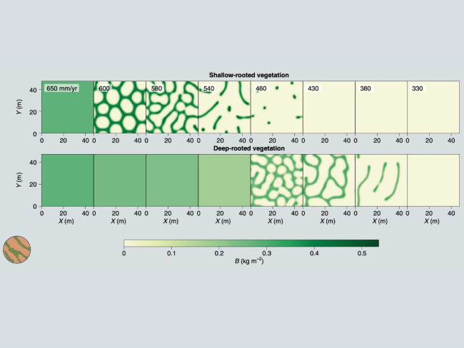 Esquema de respuesta a un ambiente cada vez más árido (de izquierda a derecha, de 650 a 330 mm/año) en un pastizal (arriba) y un bosque (abajo), medido en términos de biomasa (Grünzweig et al., 2022)