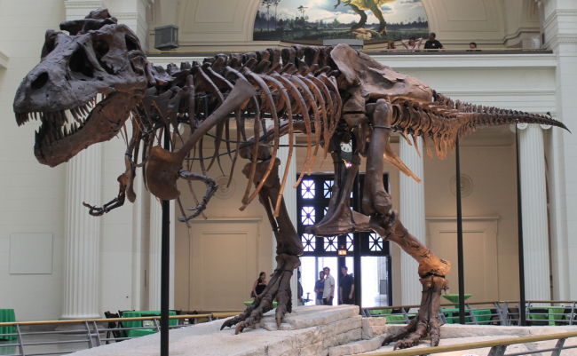 Sue, el fósil de Tyrannosaurus rex mejor conservado del mundo. Museo Field de Historia Natural de Chicago