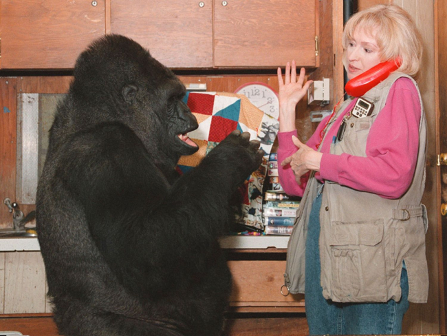 Koko con su cuidadora, Francine Patterson (Gorilla Foundation)