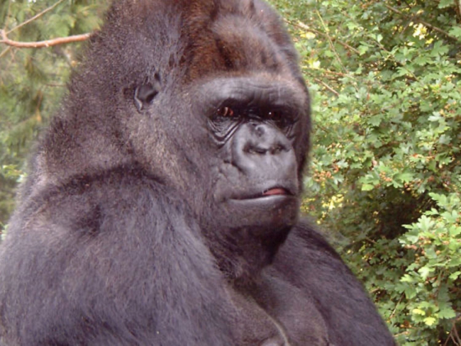 Koko en una de sus salidas al campo (Gorilla Foundation)