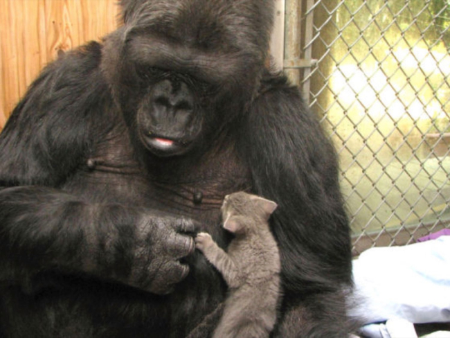 Koko con Ms Gray, uno de sus gatitos (Gorilla Foundation)