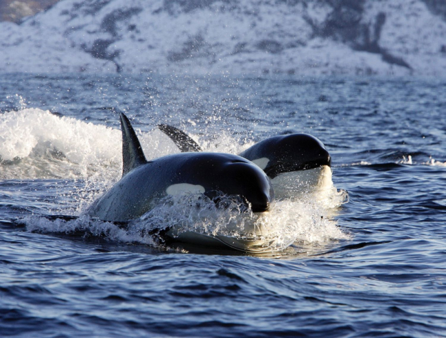 Las orcas se comunican entre sí mediante repertorios de sonidos complejos