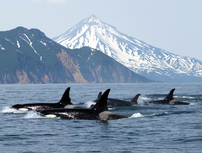 La plasticidad comunicativa de las orcas favorece su cohesión social