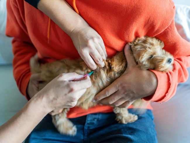 Es importante tener a nuestras mascotas vacunadas contra la rabia