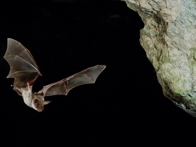 Murciélagos y zorros son los animales silvestres más propensos para transmitir la rabia