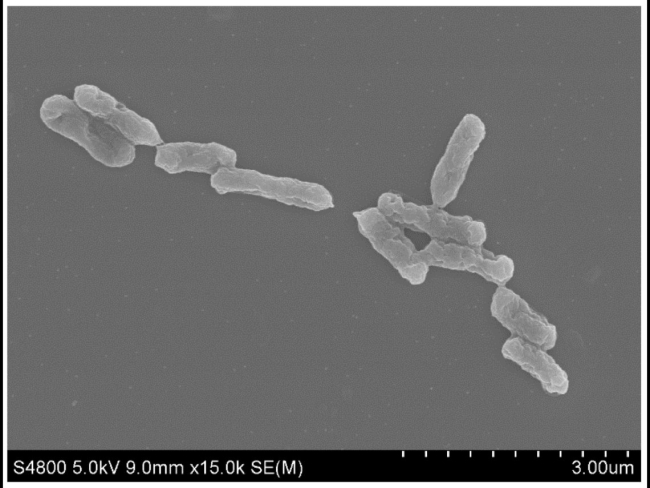 ‘Thiobacillus ferrooxidans’, un organismo quimioautótrofo (Zhang et al., 2019)