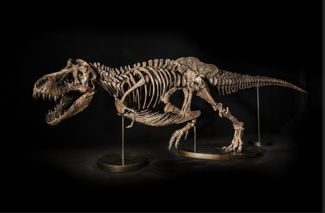 El esqueleto de un Tyrannosaurus rex saldrá a subasta en noviembre