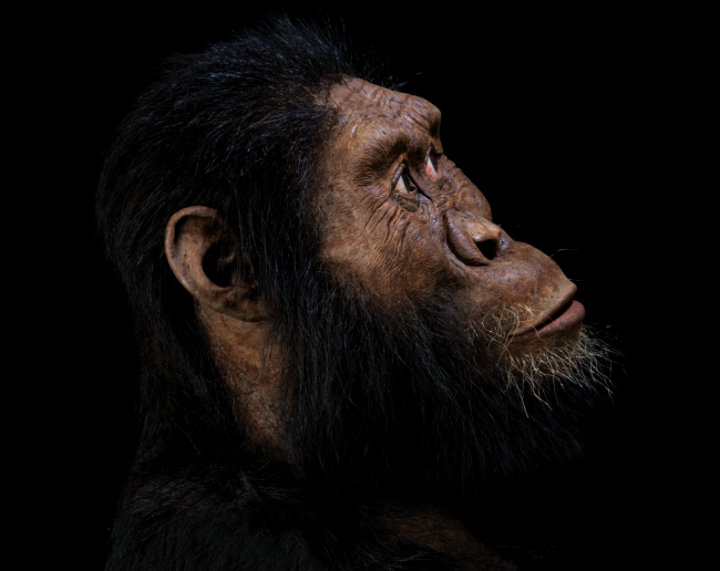 Así era el Australopithecus anamensis, uno de los abuelos la humanidad
