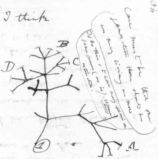 Boceto de Charles Darwin de un árbol de la vida evolutivo (alrededor de 1837), tomado de su primer cuaderno sobre la transmutación de las especies