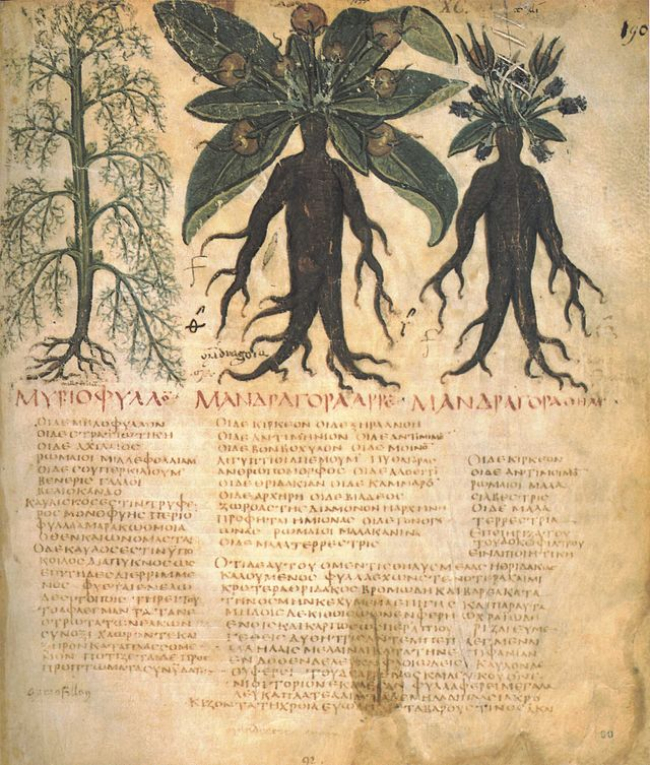 Ilustración de mandrágora en libro antiguo de botánica