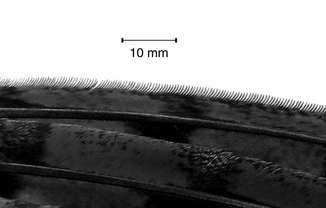 Barbas en forma de gancho en el margen anterior del ala de la lechuza (Sarradj et al., 2011)