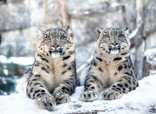 Leopardo de las nieves.