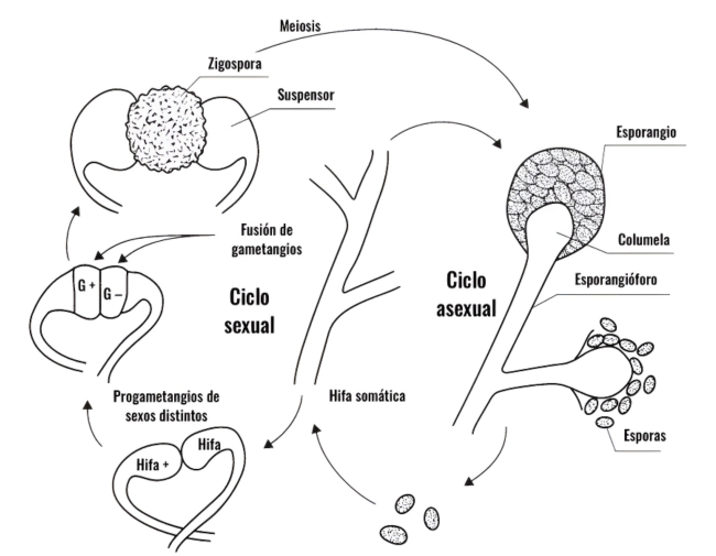 Ciclo vital de los hongos mucorales (Deacon et al., 2006).