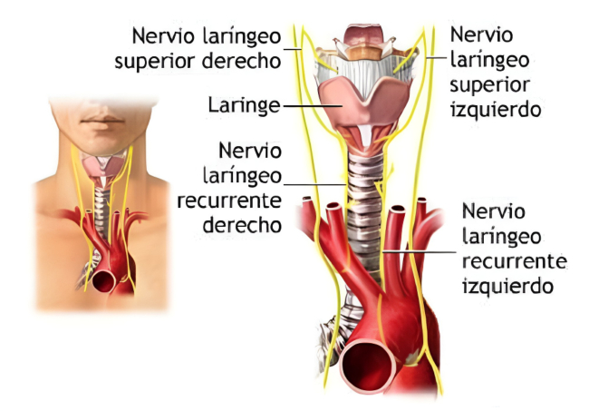 Recorrido de los nervios laríngeos en el ser humano (R.Gutiérrez)