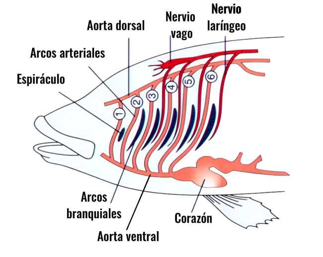 Esquema de nerviación de un pez; el nervio laríngeo pasa por detrás del último arco arterial (M.Wedel).