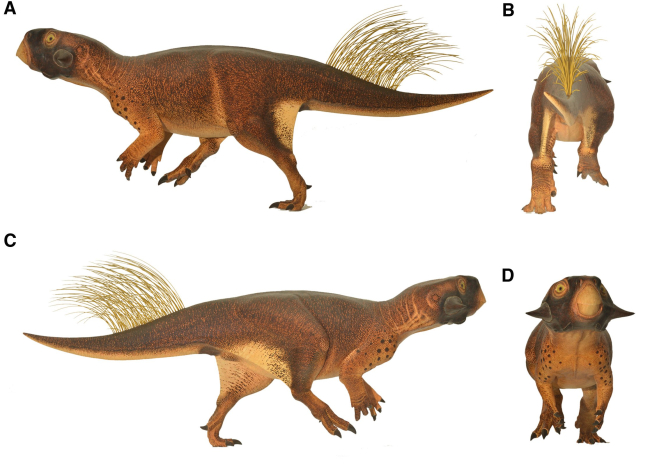 Recreación de Psittacosaurus. Robert Nicholls. 2016. Current Biology.