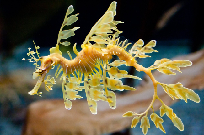 Dragón de mar foliáceo (‘Phycourus eques’)