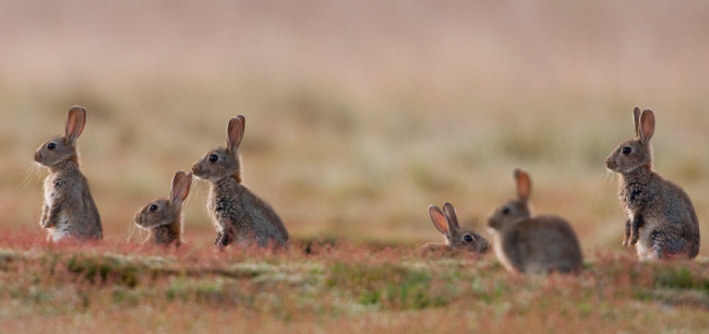 Aunque los conejos se introdujeron múltiples veces en Australia, solo una población introducida causó la invasión