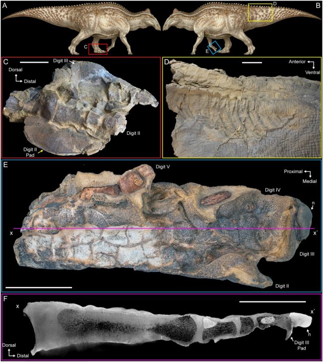 Imágenes del estado excepcional de conservación del fósil Dakota. Drumheller, S. et al. 2022.