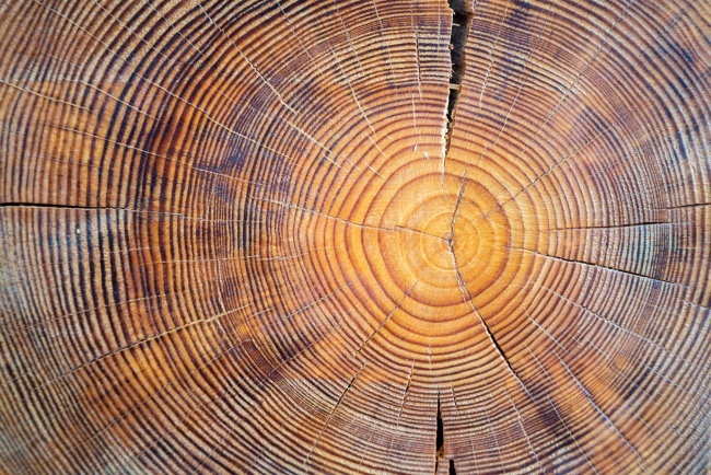 Las irregularidades en los anillos de crecimiento proporcionan información sobre el entorno en el que se desarrolló el árbol