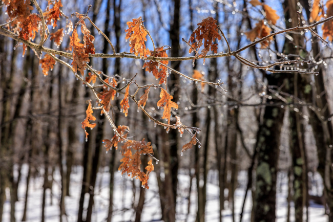 Las hojas secas en invierno pueden tener ventajas para los árboles marcescentes.