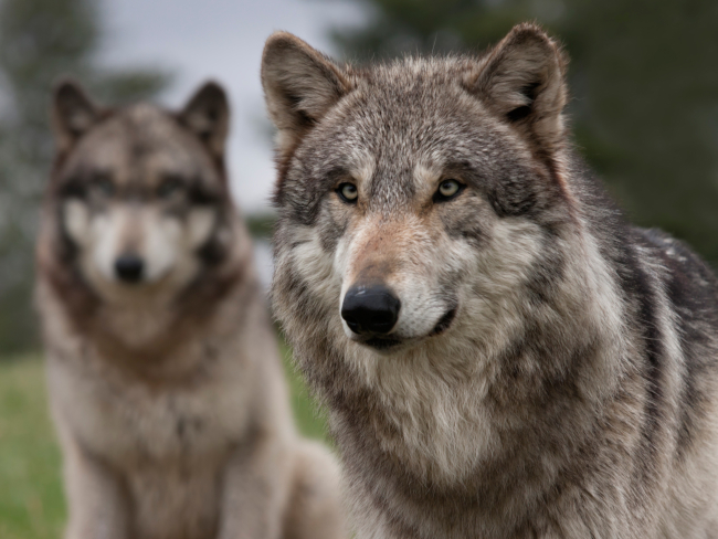 El parásito de la toxoplasmosis anima a los lobos a liderar la manada