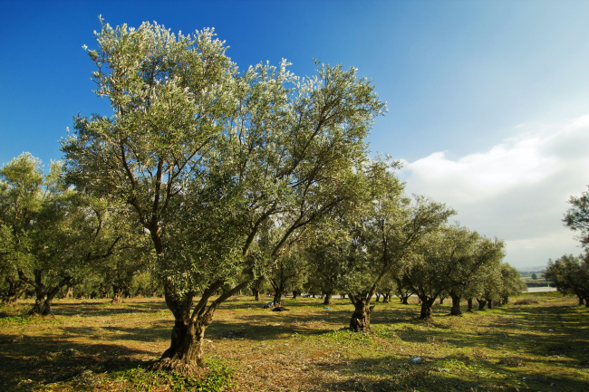 Olivos en Andalucía: más antiguos de lo que se sospecha