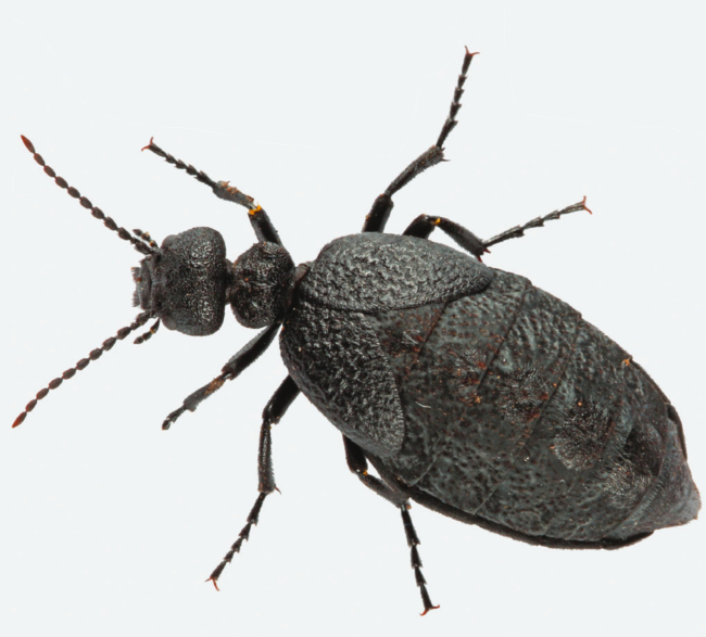 Nueva especie de escarabajo aceitera descubierta (Sánchez-Vialas et al., 2022)