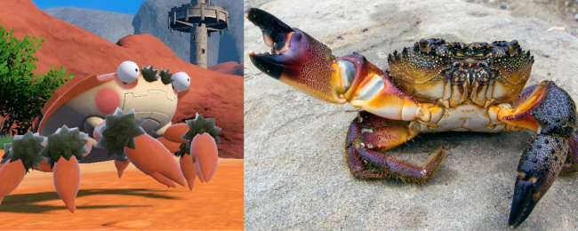 El pokemon klawf (izquierda) y un cangrejo verrugoso (derecha).