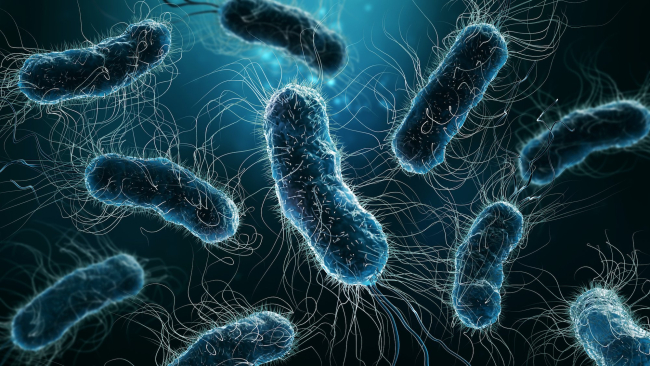 Recreación 3D de bacterias interconectadas