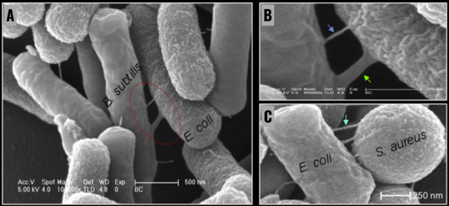 Fotografías de microscopio electrónico de barrido de ‘E. coli’ y ‘B. subtilis’ (A y B) y de  ‘E. coli’ y ‘S. aureus’ (C) extendiendo canales entre sí. (Dubey et al., 2011)