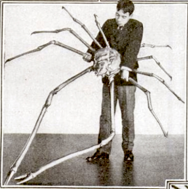 Antigua fotografía del especimen de cangrejo gigante japonés del Museo Americano de Historia Natural, publicada en la revista Popular Science en 1920