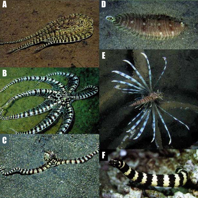 Pulpo imitador imitando a una platija venenosa (A), a un pez escorpión (B) y a serpiente marina (C), y los tres animales imitados (respectivamente D, E, F). (Norman et al., 2001)