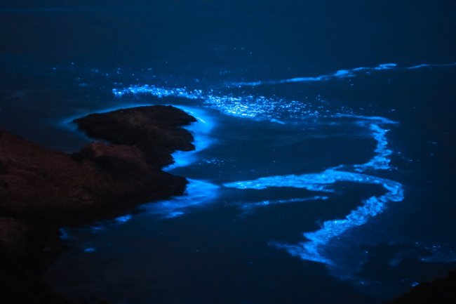 Proliferación masiva de dinoflagelados bioluminiscentes