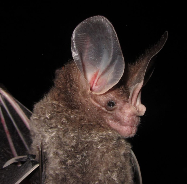 Detalle del rostro del murciélago lanudo. Wikimedia.