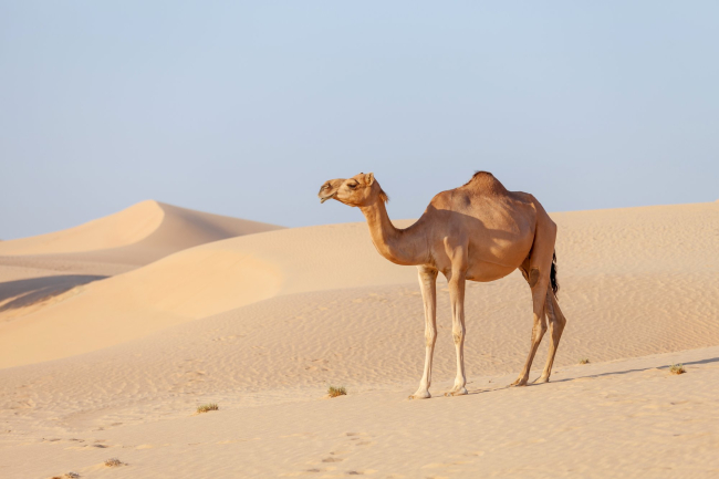El dromedario no deja de ser un camello, al fin y al cabo; de hecho, tambien recibe el nombre de ‘camello arábigo’.