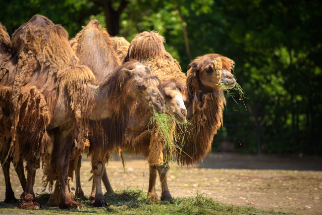 El característico pelaje lanoso del camello bactriano cae durante la primavera, y el animal se prepara para el calor estival.