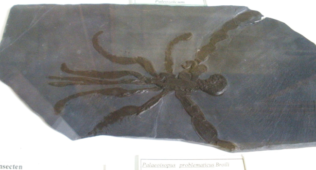 Araña de mar fósil