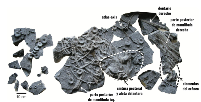 Fósil del ictiosaurio