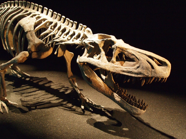 Fósil de Saurosuchus galilei