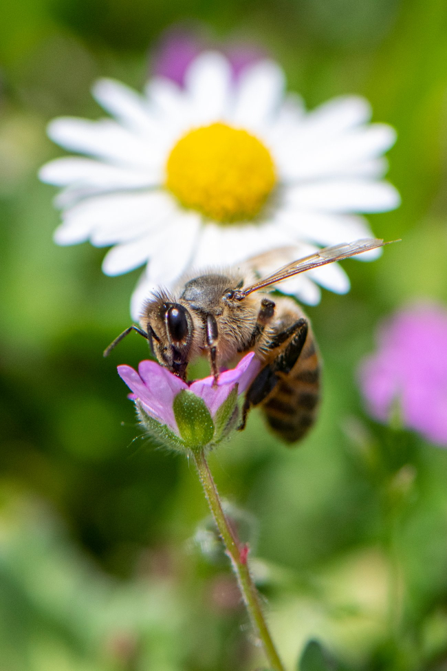 Néctar y abejas