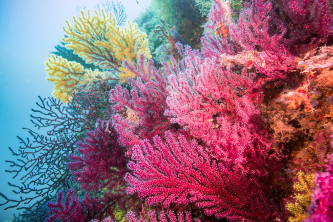 Corale