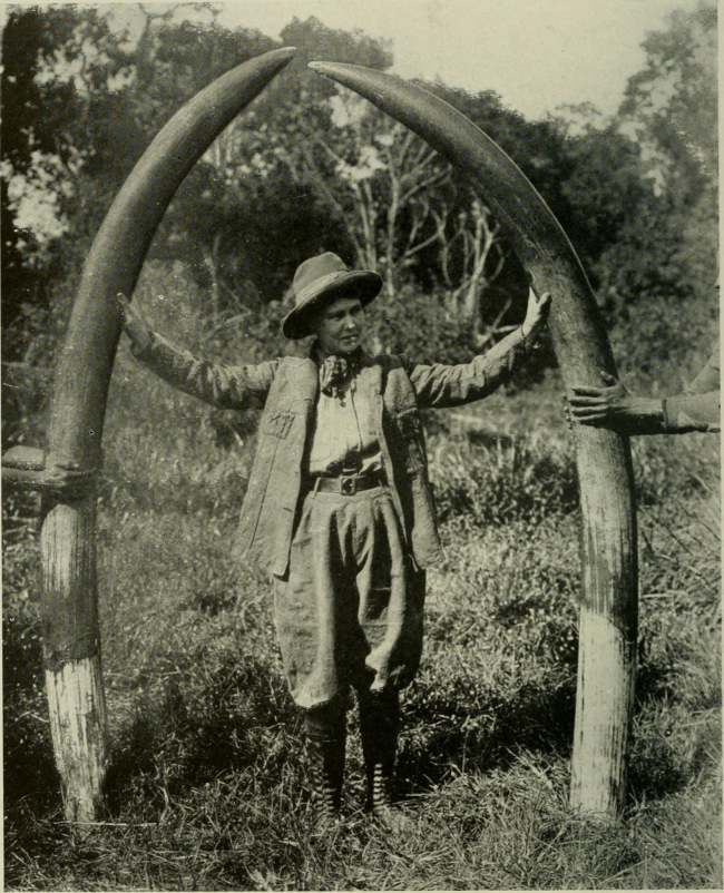 Delia Akeley con unos colmillos de elefante