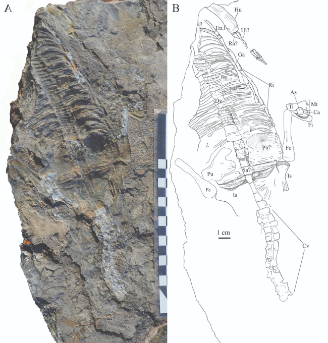 El fósil hallado en Cehegín