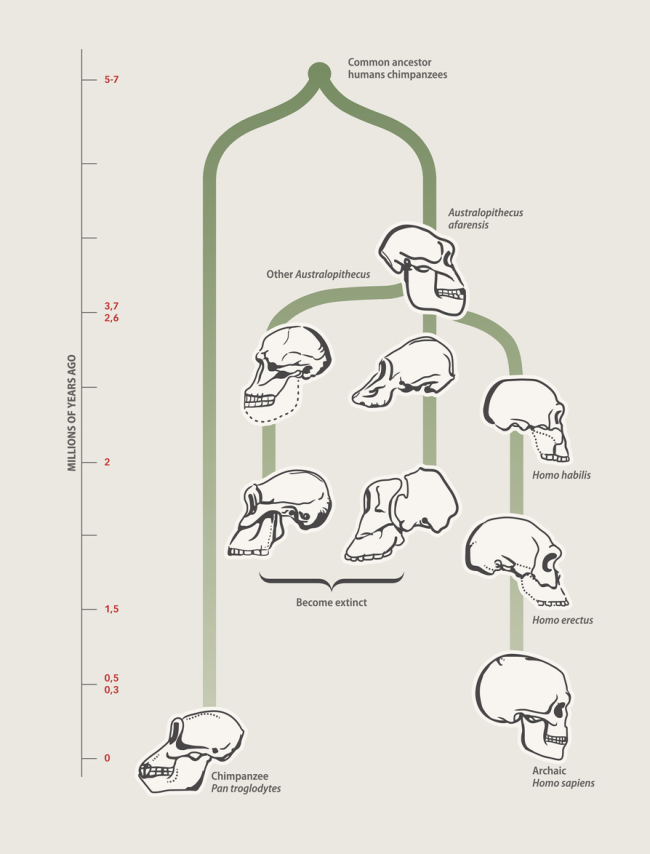 Árbol genealógico que muestra nos saltos evolutivos entre homininos hasta llegar al Homo sapiens